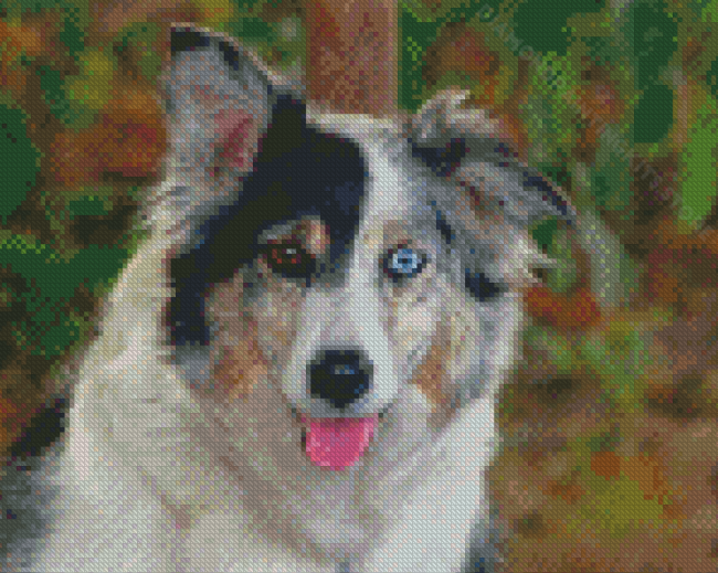 Blue Merle Dog Animal Diamond Painting