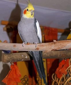 Cool Cockatiel Parrot Diamond Painting