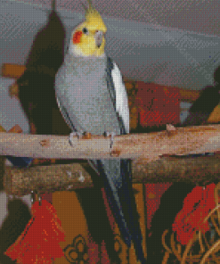 Cool Cockatiel Parrot Diamond Painting