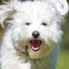 Happy Cotton Tulear Dog Diamond Painting