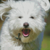 Happy Cotton Tulear Dog Diamond Painting