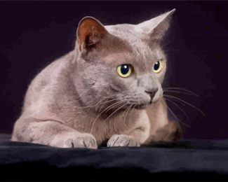 Korat Cat Pet Diamond Painting