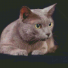 Korat Cat Pet Diamond Painting