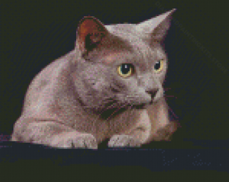 Korat Cat Pet Diamond Painting