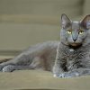 Korat Cat Sitting Diamond Painting