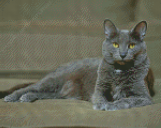 Korat Cat Sitting Diamond Painting