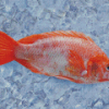 Red Tilapia Fish Diamond Painting