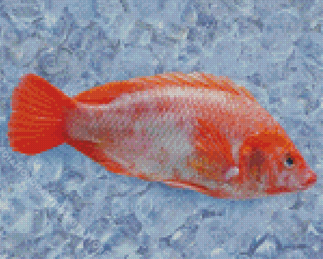 Red Tilapia Fish Diamond Painting