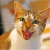 Aesthetic Angry Cat Diamond Painting
