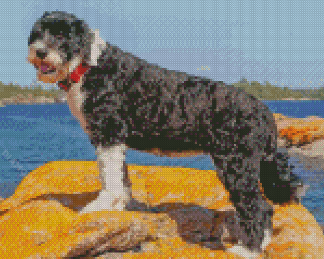 Portuguese Water Dog Diamond Painting