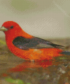Aesthetic Orange Bird Diamond Painting