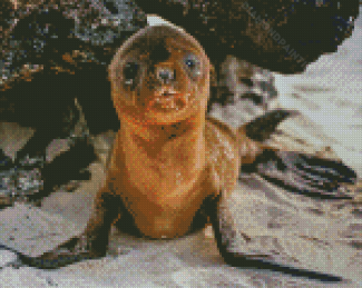 Baby Galapagos Sea Lion Diamond Painting