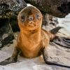 Baby Galapagos Sea Lion Diamond Painting