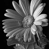 Black And White Daisy Flowering Plant Diamond Painting