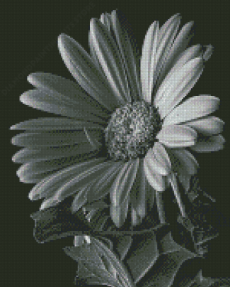 Black And White Daisy Flowering Plant Diamond Painting