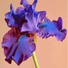 Blue Purple Bearded Iris Diamond Painting