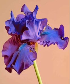 Blue Purple Bearded Iris Diamond Painting