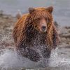 Brown Bear Running In Water Diamond Painting