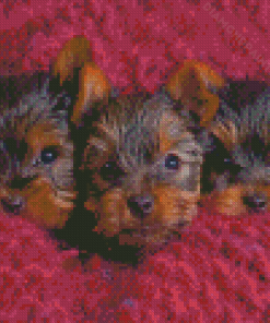 Cute Yorkshire Terrier Puppies Diamond Painting