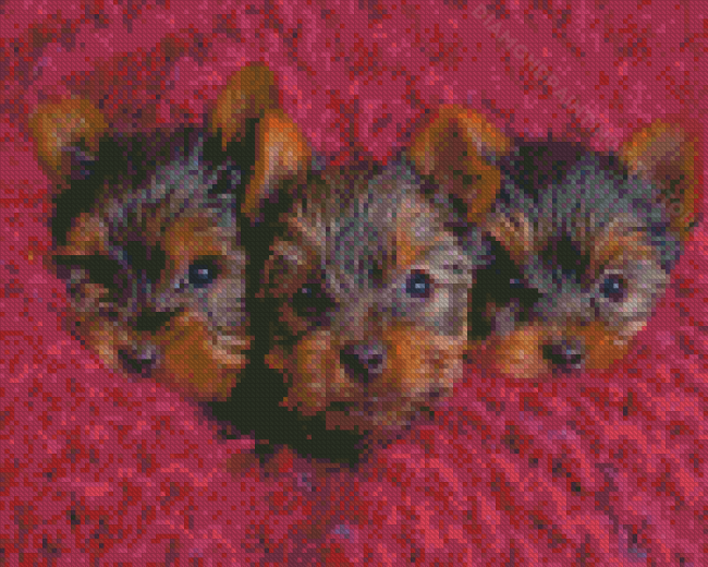 Cute Yorkshire Terrier Puppies Diamond Painting