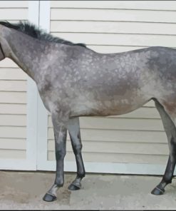 Dark Grey Horse Diamond Painting