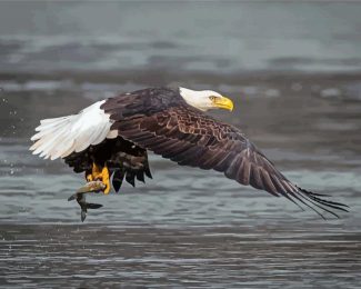 Eagle On The River Holding Fish Diamond Painting