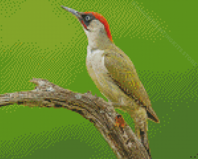European Woodpecker On Tree Diamond Painting