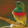 Green Head Sunbird Diamond Painting