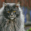 Long Hair Grey Cat Animal Diamond Painting