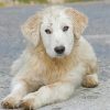 Maremma Sheepdog Puppy Diamond Painting