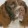 Springer Spaniel Dog Diamond Painting