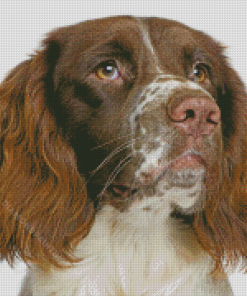 Springer Spaniel Dog Diamond Painting