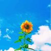 Sunflower With Blue Sky Diamond Painting
