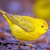 The American Yellow Warbler Diamond Painting