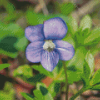 Blue Violet Flower Diamond Painting