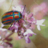 Colorful Christmas Beetle Diamond Painting