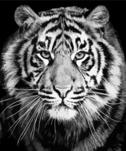 Cool Black And White Tiger Diamond Painting