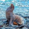 Galapagos Sea Lion On Rocks Diamond Painting