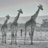 Giraffes Black And White Wildlife Diamond Painting