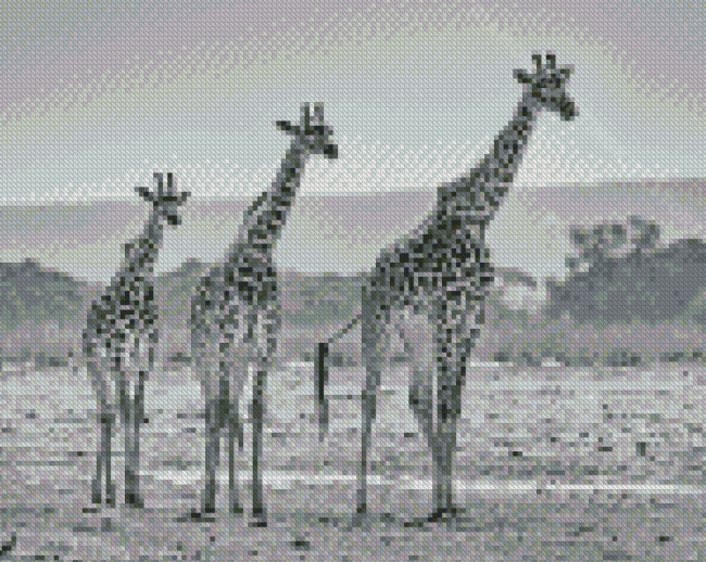 Giraffes Black And White Wildlife Diamond Painting
