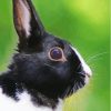 Hare Rabbit Portrait Black Diamond Painting