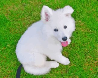 Miniature American Eskimo White Fluffy Dog Diamond Painting