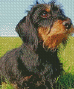 Wire Haired Dachshund Dog Diamond Painting