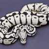 Ball Python Black And White Snake Diamond Painting