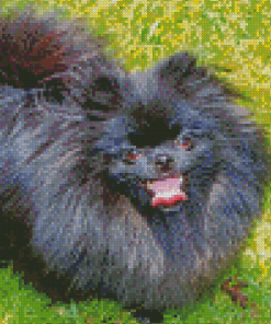 Black Pomeranian Dog Diamond Painting