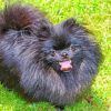Black Pomeranian Dog Diamond Painting