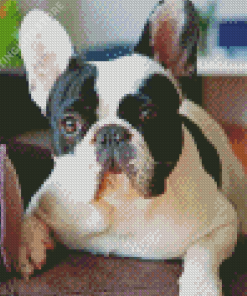 Black And White French Bulldog On Sofa Diamond Painting