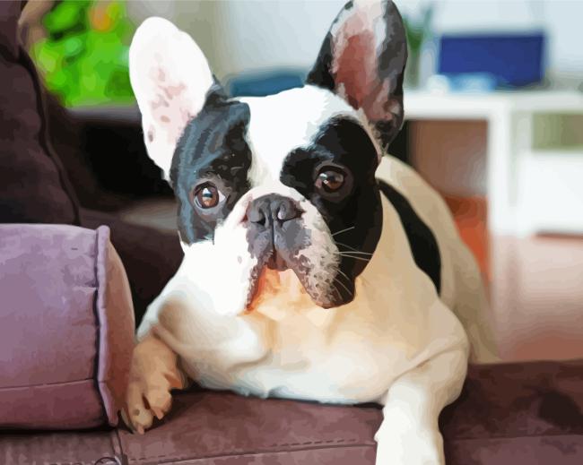 Black And White French Bulldog On Sofa Diamond Painting