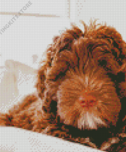 Brown Portuguese Water Dog Diamond Painting