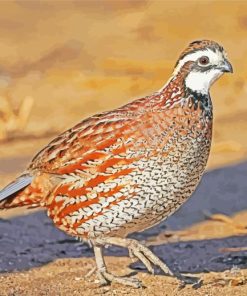 Brown Bobwhite Quail Bird Diamond Painting